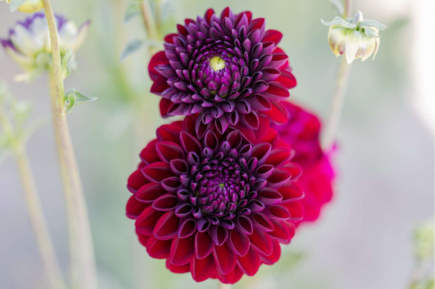 Dahlia 'Gipsy Night'